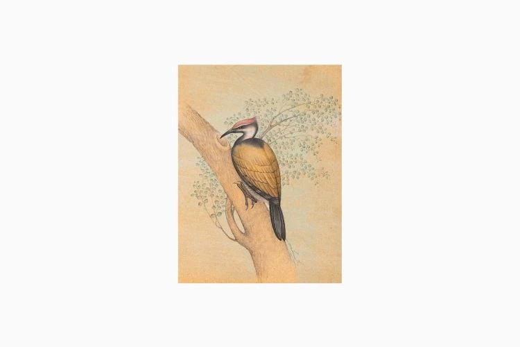 Golden Backed Woodpecker - Image 2