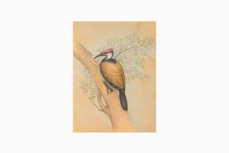 Golden Backed Woodpecker - Image 3