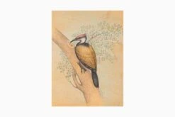 Golden Backed Woodpecker