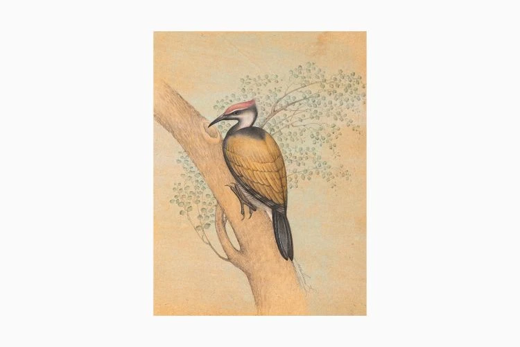 Golden Backed Woodpecker