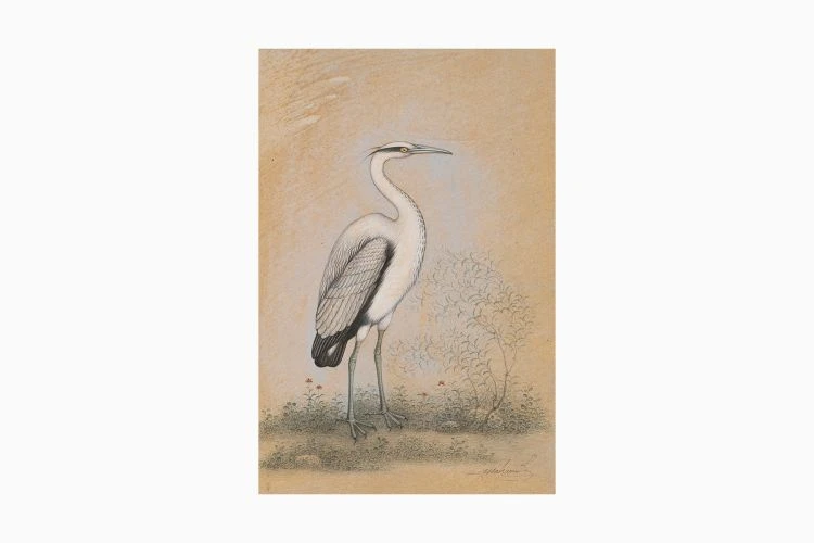 Grey Heron - Image 4