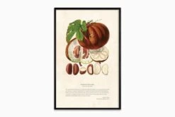 Himalayan Plants - Hodgsonia Heteroclita Fruit