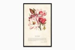 Himalayan Plants - Magnolia Campbellii