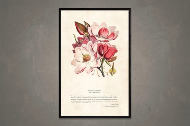 Himalayan Plants - Magnolia Campbellii - Image 2