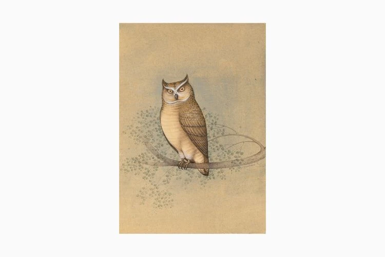 Indian Great Horned Owl