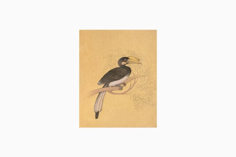 Malabar Grey Hornbill - Image 2