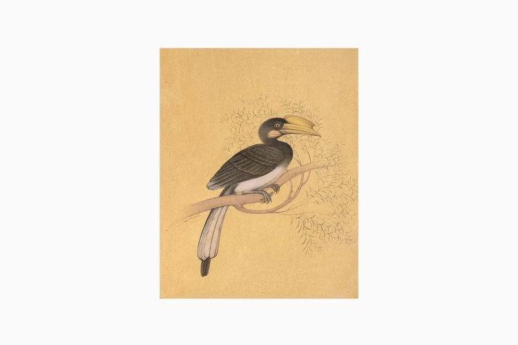 Malabar Grey Hornbill - Image 3