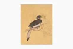 Malabar Grey Hornbill