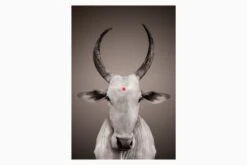 Nandi With Bindi Poster