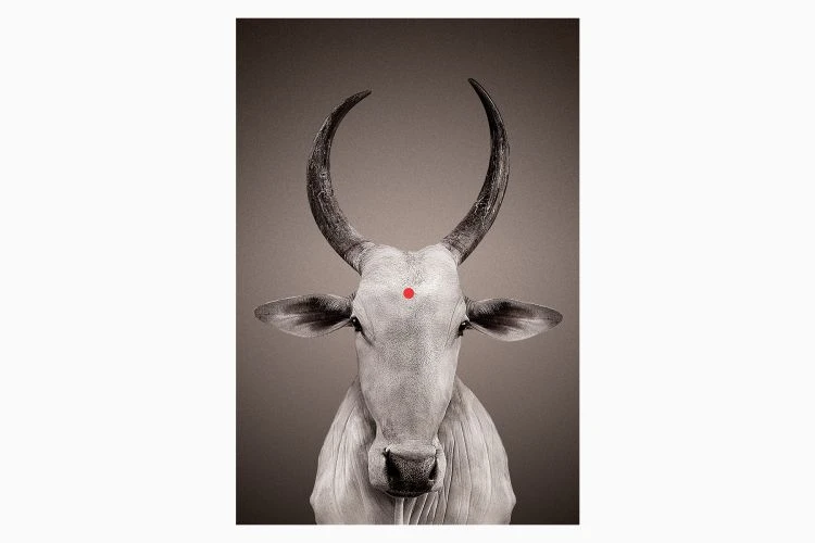 Nandi With Bindi Poster