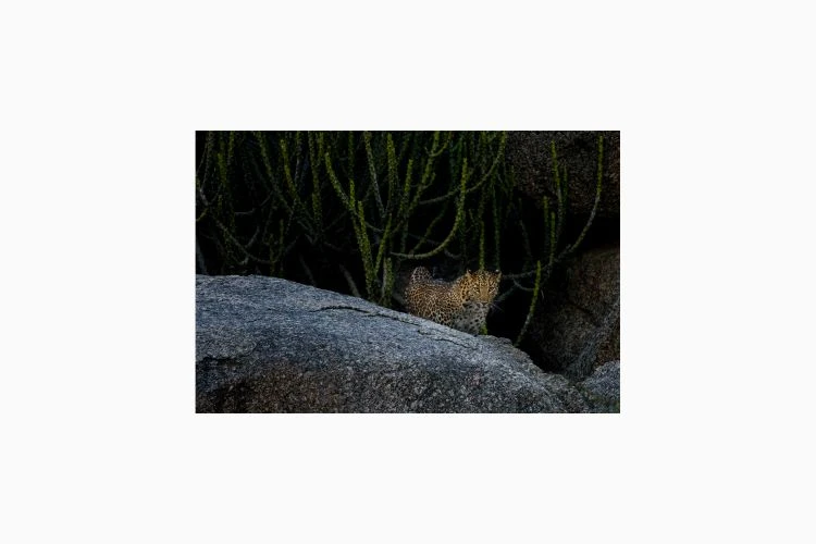 On The Prowl - Image 3