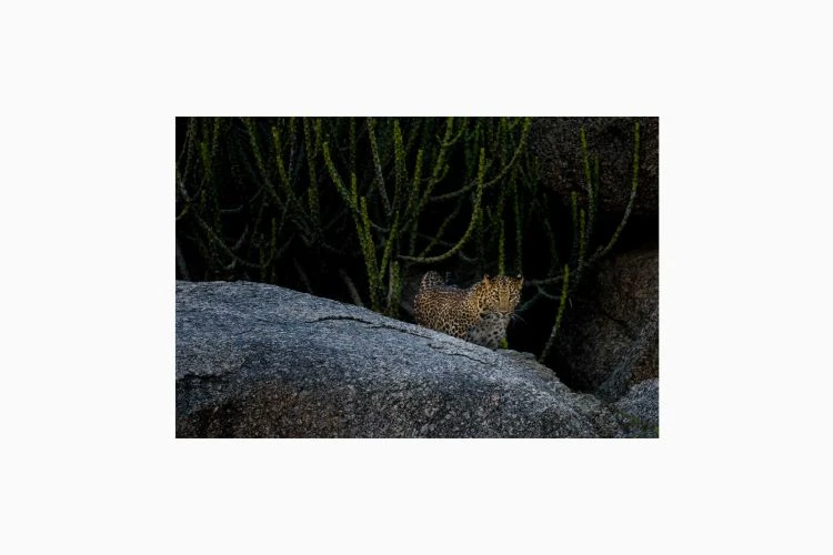 On The Prowl - Image 4