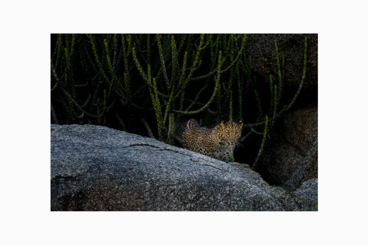 On The Prowl - Image 5