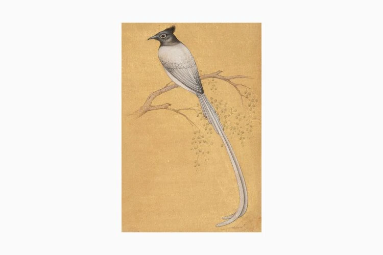 Paradise Flycatcher - Image 4