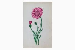 Pink Flower Illustration