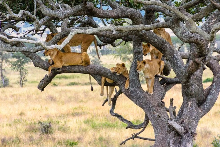 Tree Climbing Lions Of Serengeti - Image 2