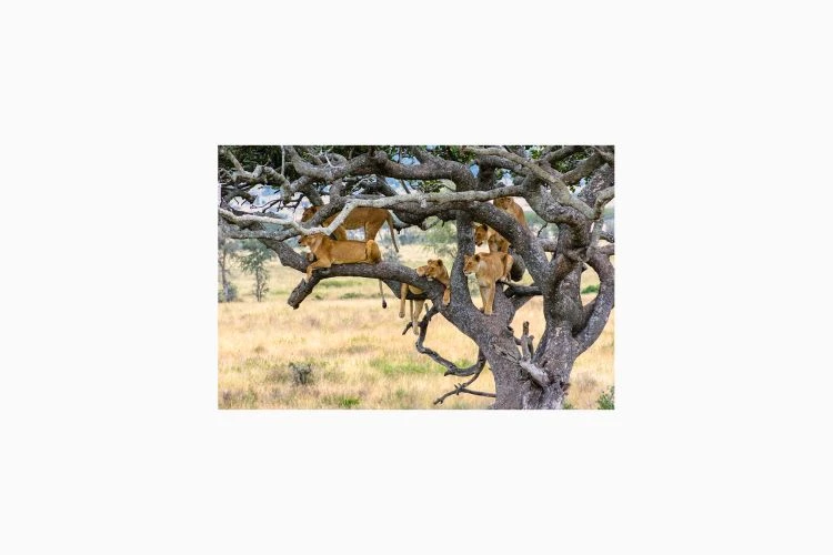 Tree Climbing Lions Of Serengeti - Image 3