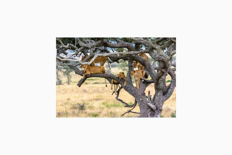 Tree Climbing Lions Of Serengeti - Image 4