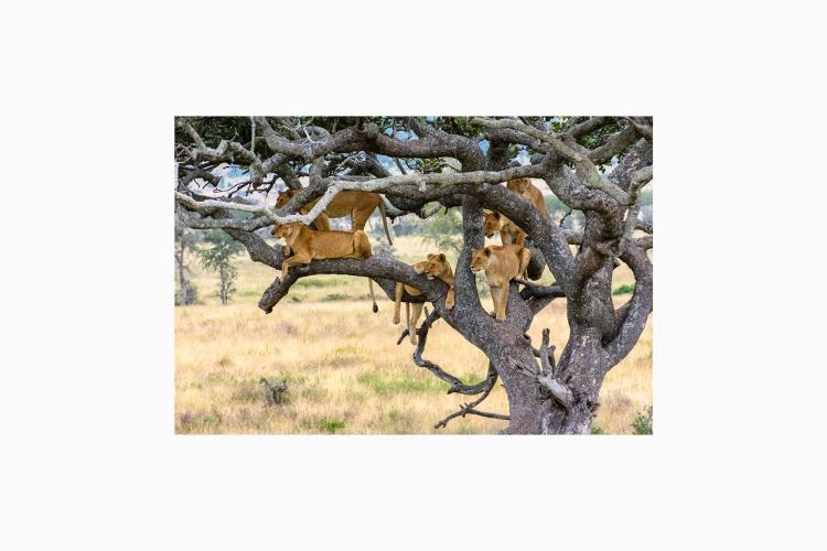 Tree Climbing Lions Of Serengeti - Image 5