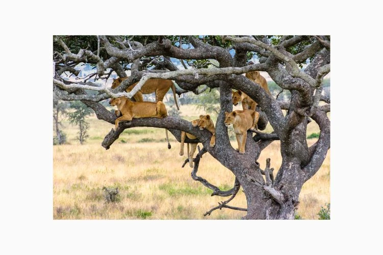 Tree Climbing Lions Of Serengeti - Image 6