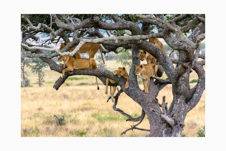 Tree Climbing Lions Of Serengeti - Image 8