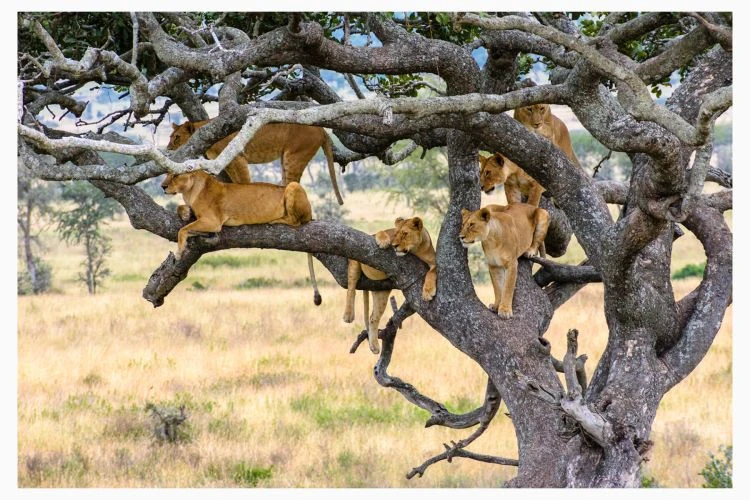 Tree Climbing Lions Of Serengeti - Image 9