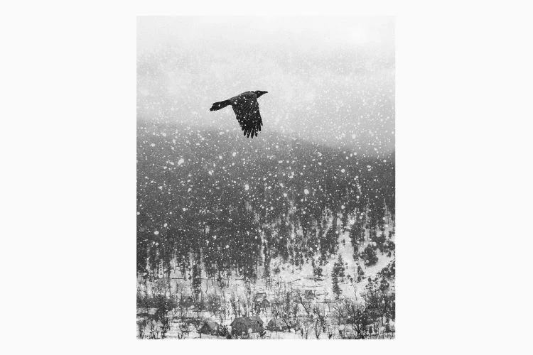 Untitled #12 - Image 4