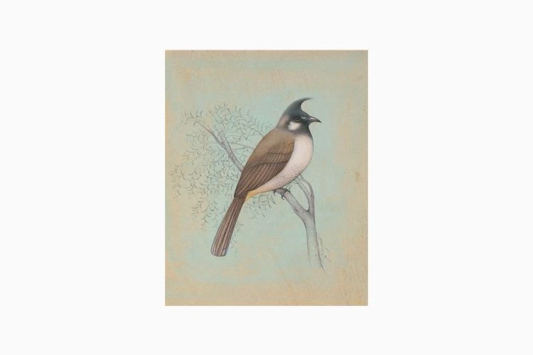 White-Cheeked Bulbul - Image 3