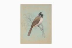 White-Cheeked Bulbul