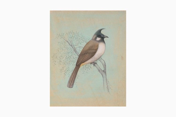 White-Cheeked Bulbul - Image 4